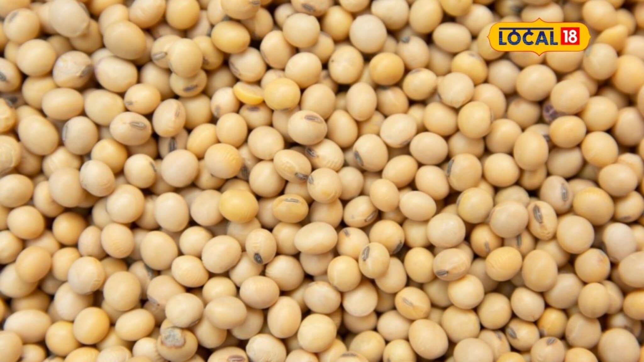 सोयाबीन दर तेजीत, तुर आणि कापसाला आज काय मिळाला भाव? Video