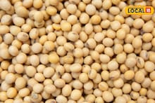 Soybean Rate : सोयाबीन दर तेजीत, तुर आणि कापसाला आज काय मिळाला भाव? Video