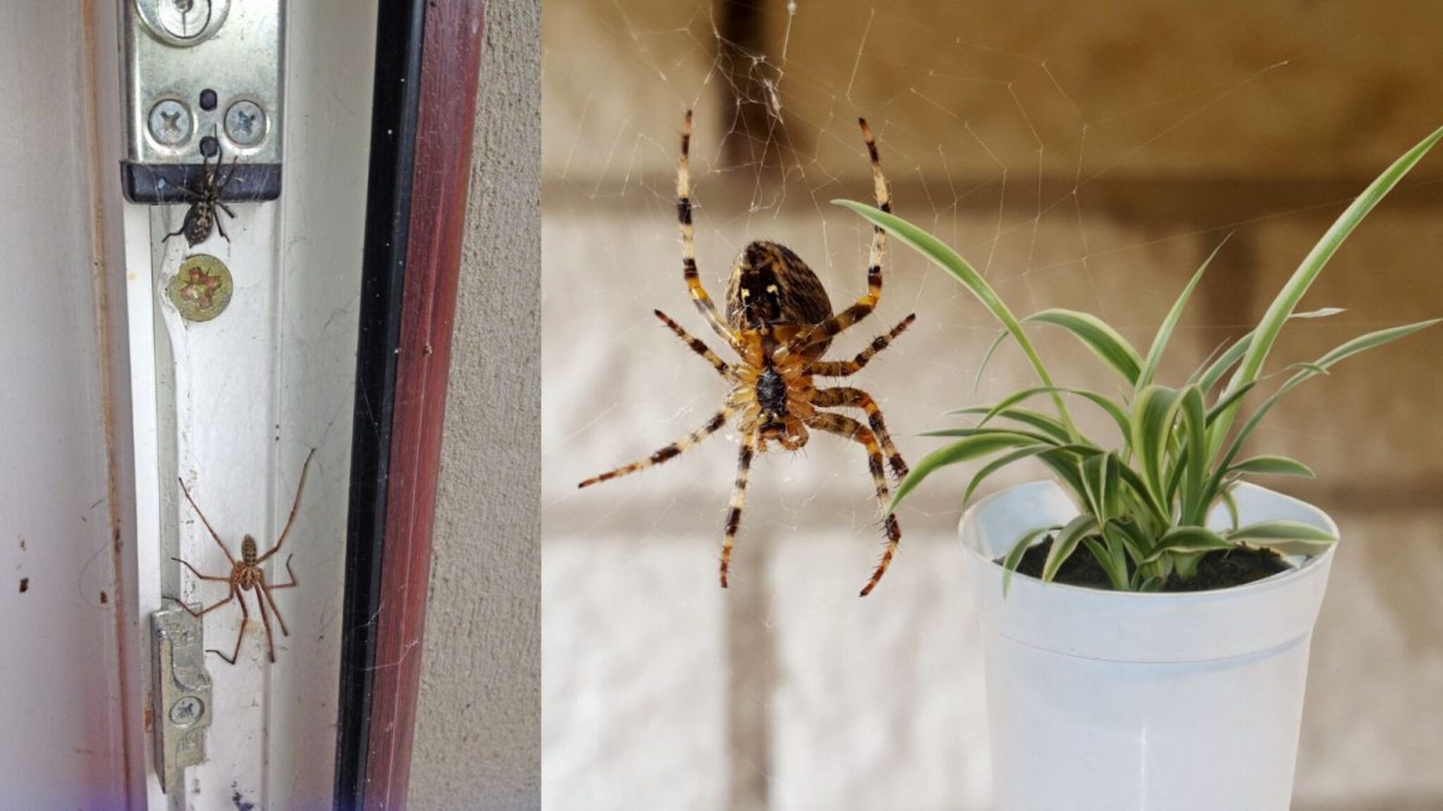 Home Remedy : कोळ्यांची जाळी वाढतयंत? 'या' 5 प्रभावी ट्रिक्सने राहतील घरापासून दूर! सोये उपाय नक्की ट्राय करा