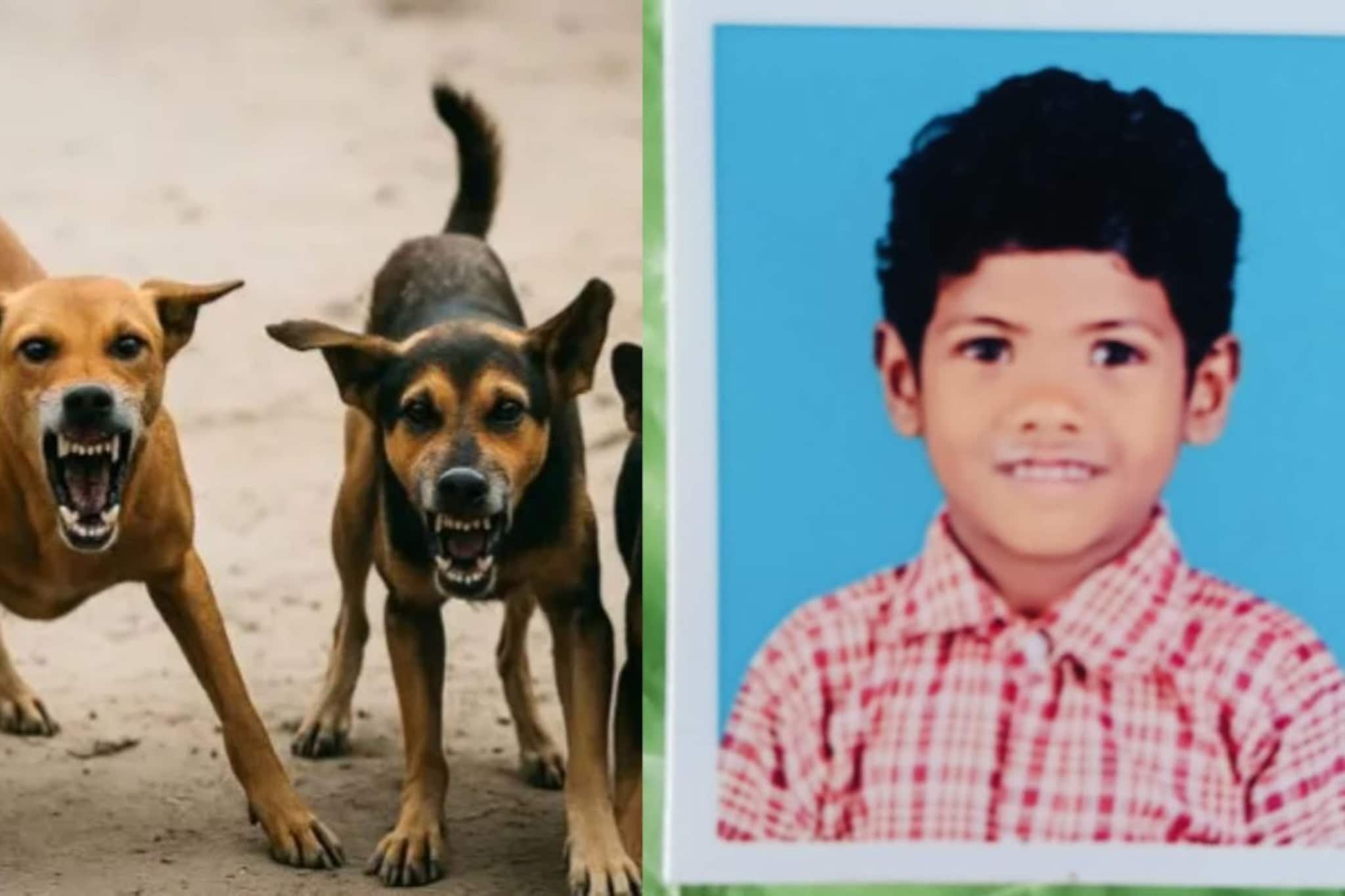 कल्याणमध्ये 7 वर्षांच्या चिमुरड्याचा मृत्यू, भटक्या कुत्र्याने घेतला आणखी एक बळी