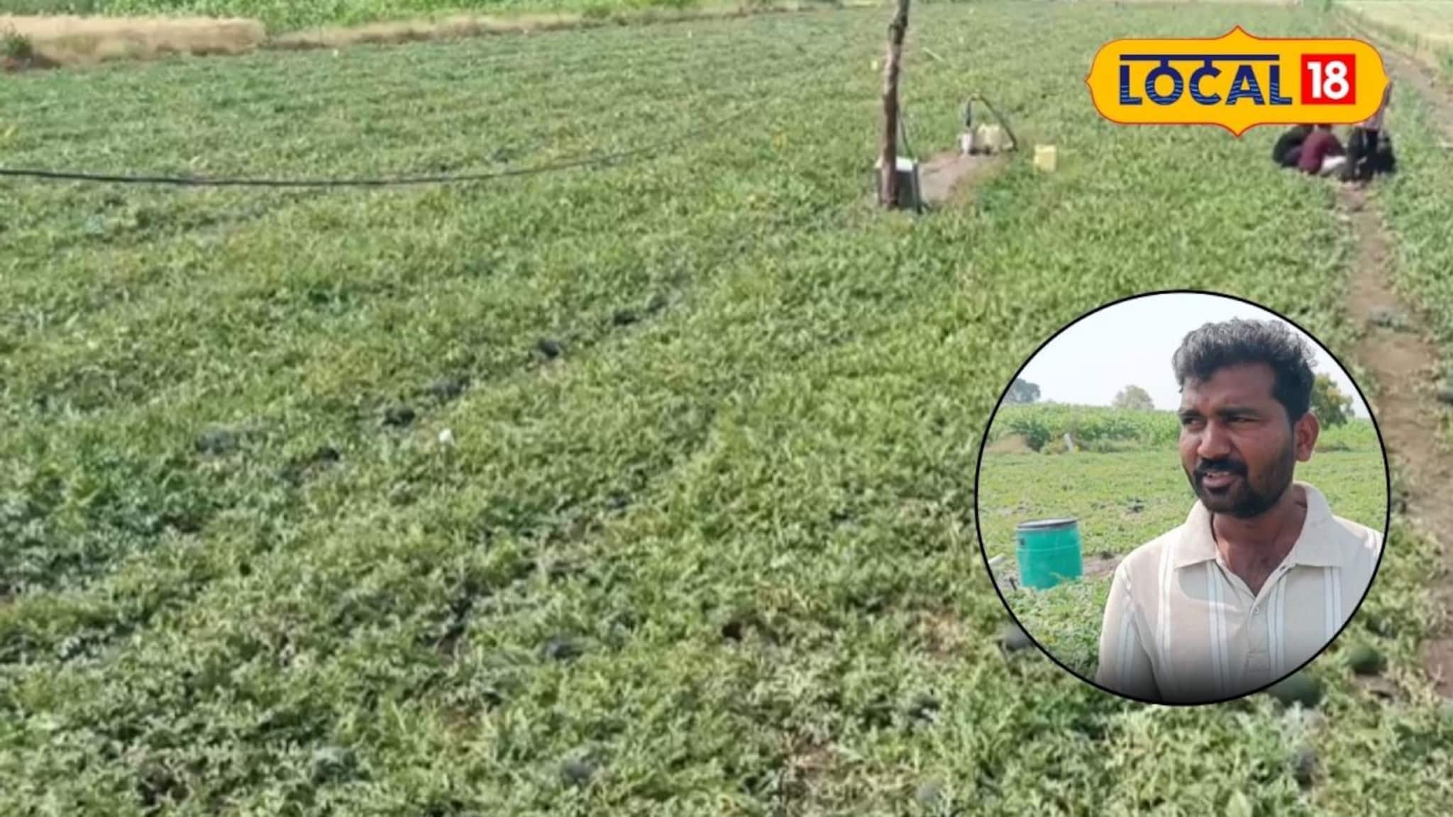 Success Story : नेहमीच्या पिकांत मिळतं नव्हतं उत्पन्न, राजेश यांनी केला टरबूज शेतीचा यशस्वी प्रयोग, लाखात कमाई