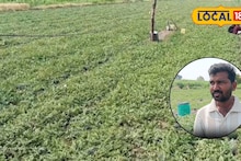 Success Story : नेहमीच्या पिकांत मिळतं नव्हतं उत्पन्न, राजेश यांनी केला टरबूज शेतीचा यशस्वी प्रयोग, लाखात कमाई