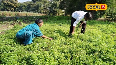 आंतरपीक खेती का कमाल: 30 गुंठा जमीन से 5 फसलें, 3 लाख की कमाई.