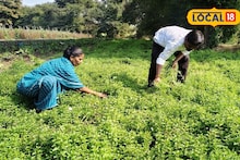 Success Story : आंतरपीक शेती करावी तर अशी, 30 गुंठ्यात घेतली 5 पीक, 3 लाख कमाई