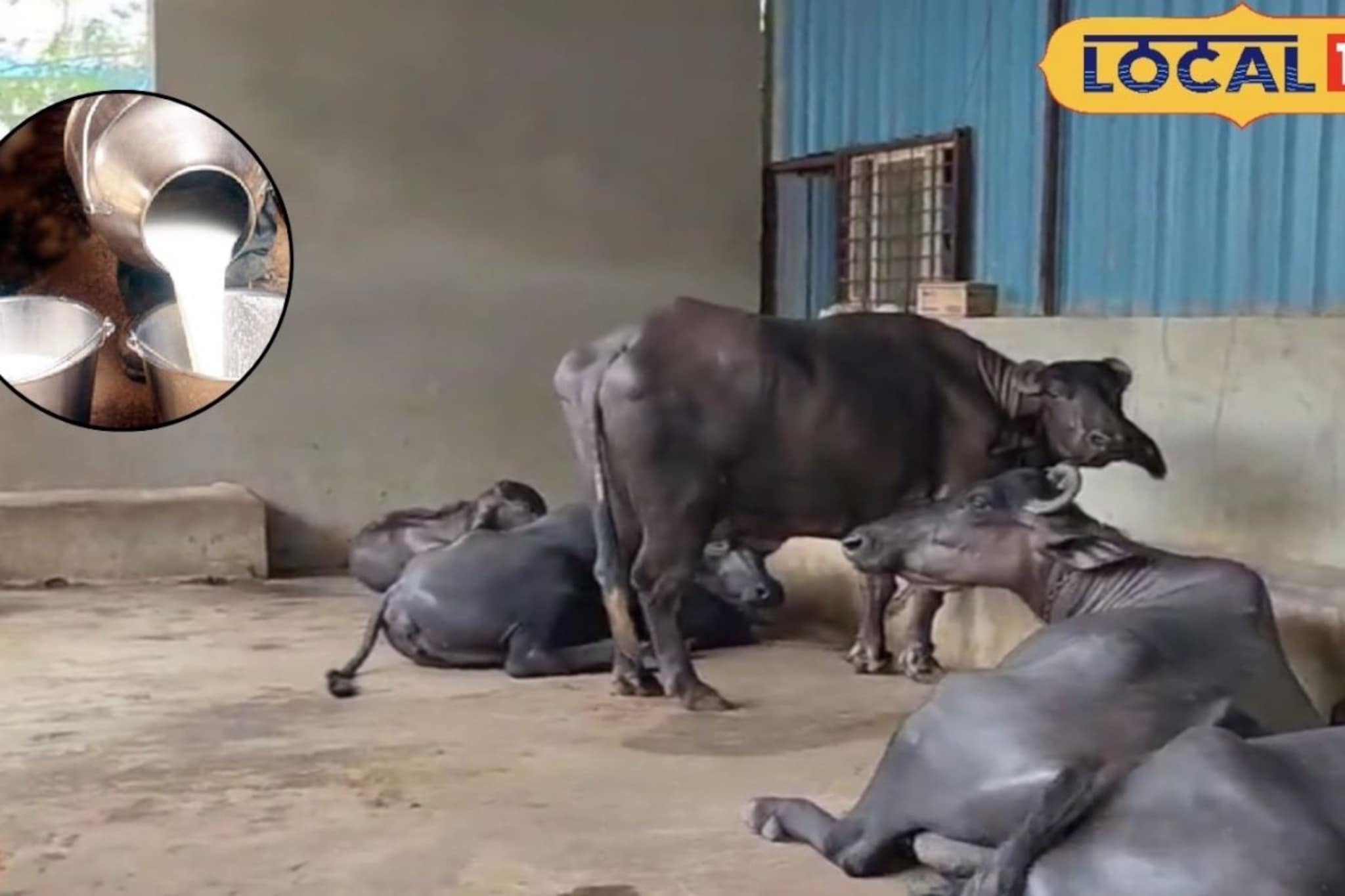 आयटी रमलं नाही मन,नवनाथ यांनी घेतला दुग्ध व्यवसायाचा निर्णय,एवढी कमाई