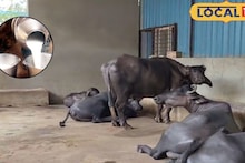 Success Story : आयटीत रमलं नाही मन, नवनाथ यांनी घेतला दुग्ध व्यवसायाचा निर्णय, महिन्याला एवढी कमाई