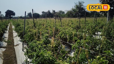 Small Land, Big Profit: Farmer Earns 2 Lakh from Tomato Cultivation!