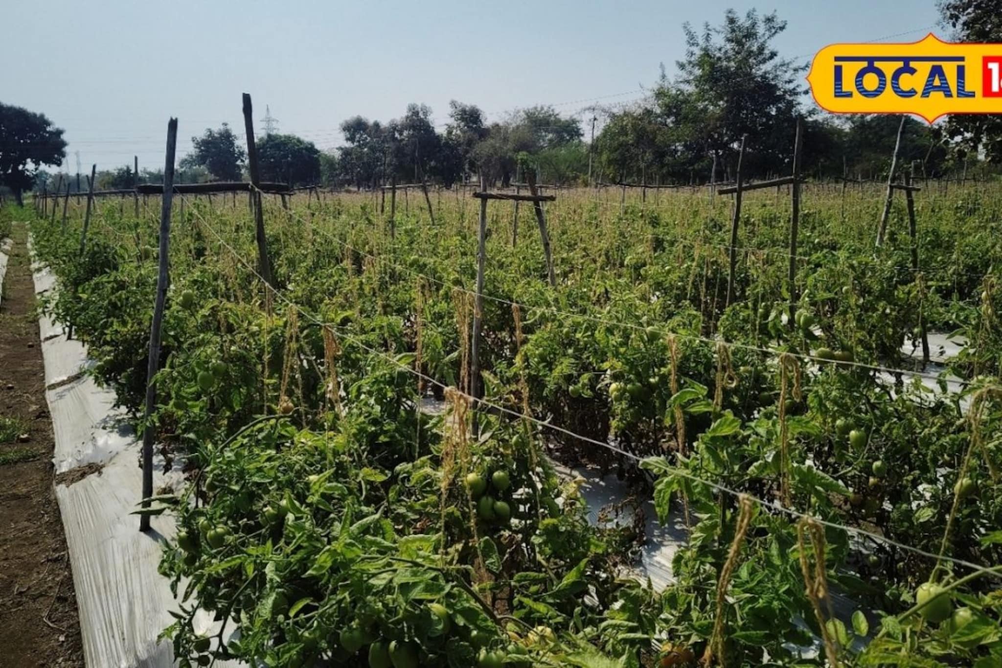 कमी शेती असली म्हणून काय झालं! टोमॅटो शेतीतून शेतकऱ्याने कमावले 2 लाख नफा!