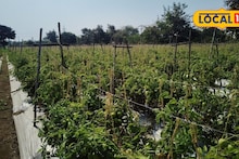 Success Story : कमी शेती असली म्हणून काय झालं! टोमॅटो शेतीतून शेतकऱ्याने कमावले 2 लाख नफा!