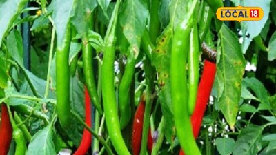 पुलिस भर्ती में चूके पाटिल, खेती से कमा रहे 2 लाख रुपये, युवाओं के लिए प्रेरणा.