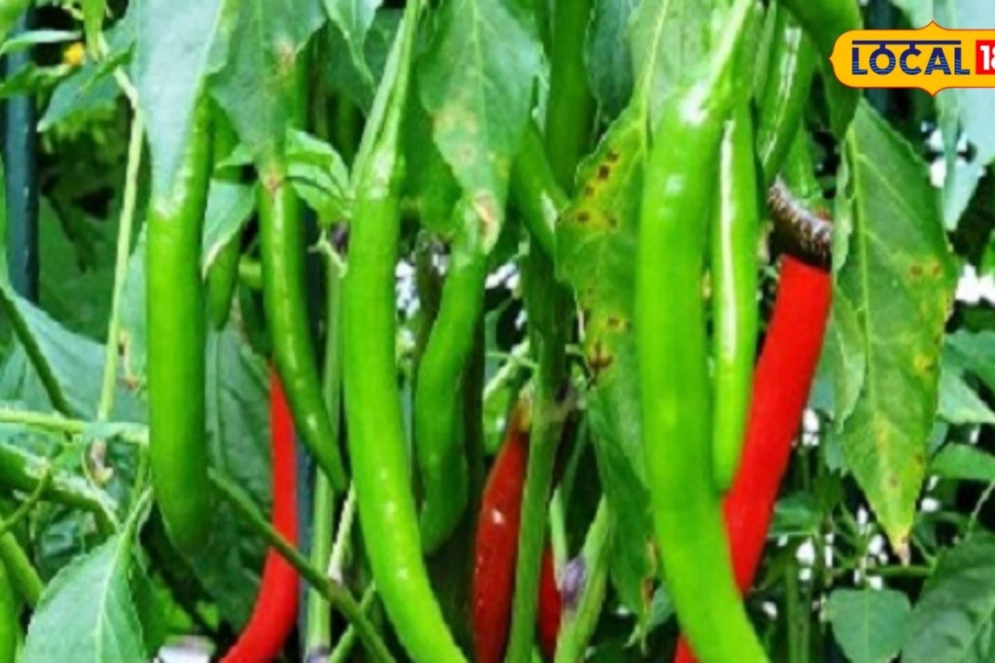 पोलीस भरतीत संधी हुकली, पाटील शेताकडे वळले, आता 2 लाखांची कमाई