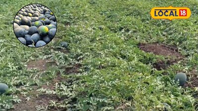 कपास छोड़ तरबूज की खेती से किसान ने कमाए लाखों, बना प्रेरणास्रोत.