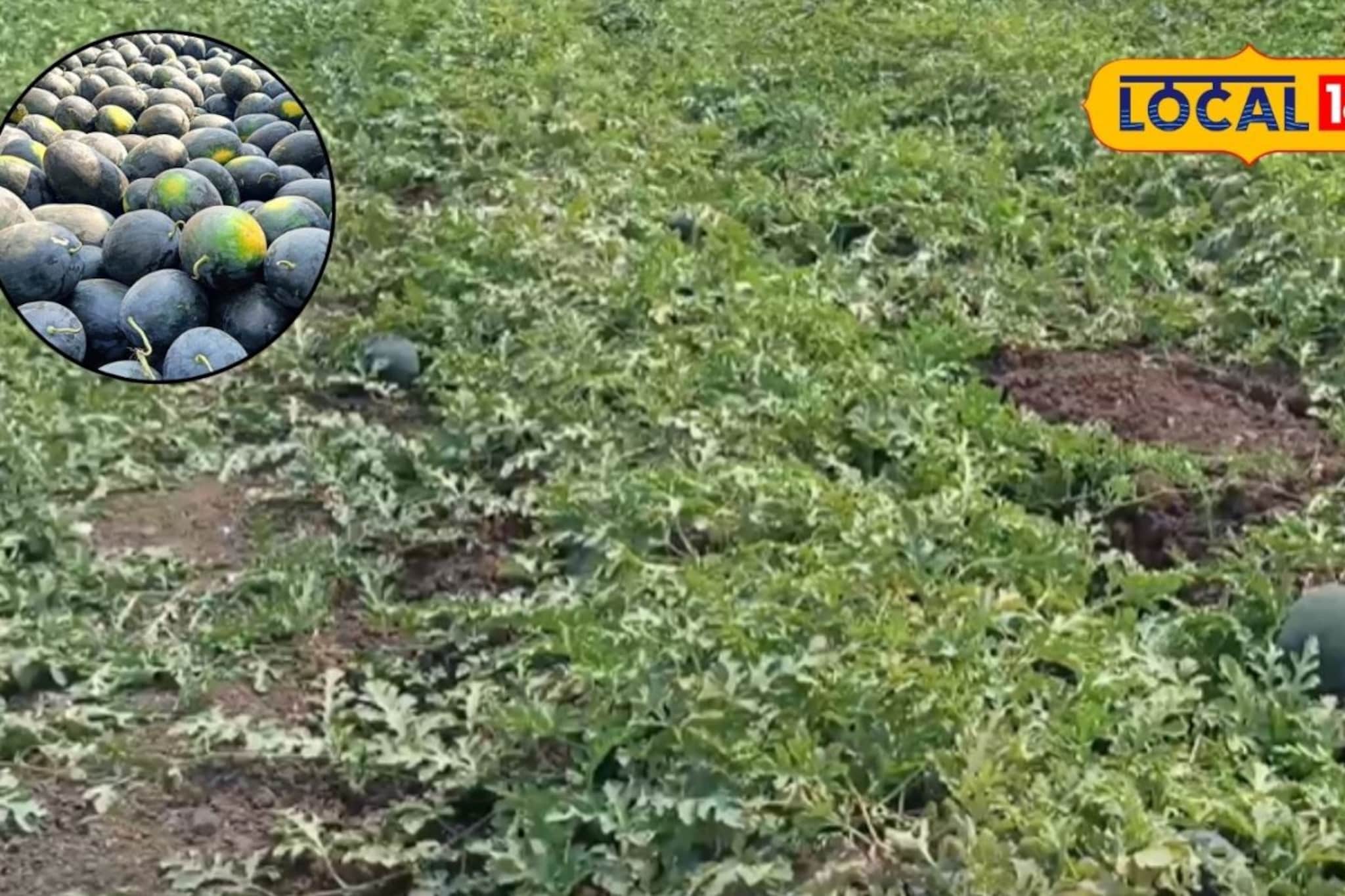 कापूस शेतीला दिला फाटा, यशस्वी केली टरबूज लागवड, शेतकऱ्याला उत्पन्न मिळालं लाखात कापूस शेतीला दिला फाटा, यशस्वी केली टरबूज लागवड, शेतकऱ्याला उत्पन्न मिळालं लाखात