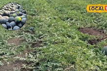 Success Story : कापूस शेतीला दिला फाटा, यशस्वी केली टरबूज लागवड, शेतकऱ्याला उत्पन्न मिळालं लाखात, Video