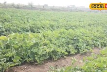 Success Story : पारंपरिक पिकांना फाटा, तरुणाने केली फळाची शेती, कमाईही दमदार Video