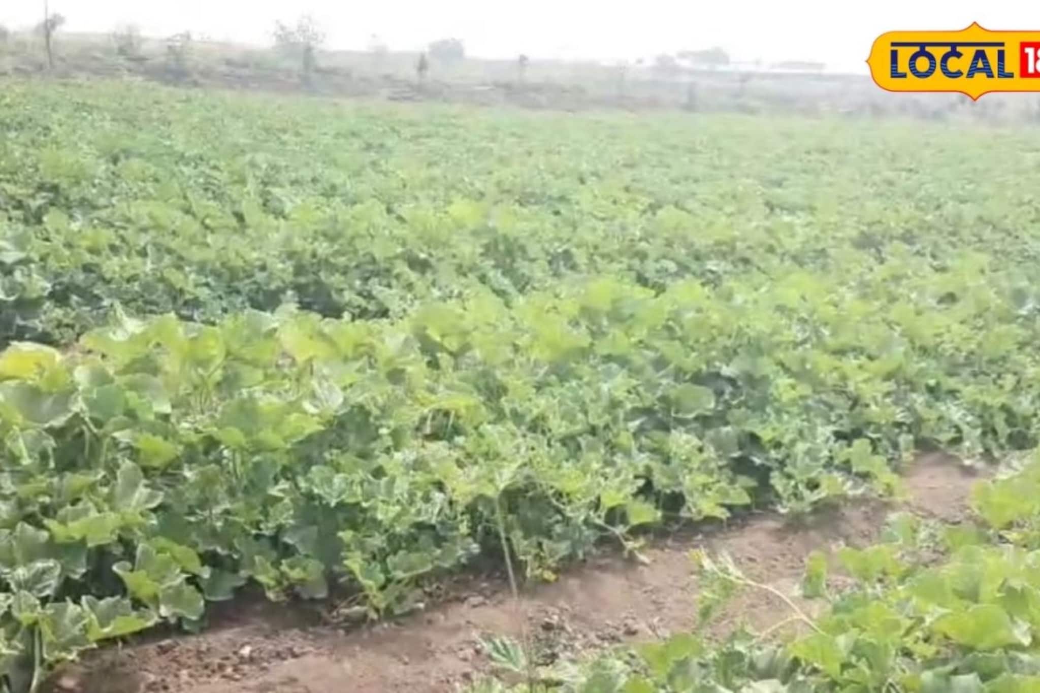 पारंपरिक पिकांना फाटा, तरुणाने केली फळाची शेती, कमाईही दमदार Video