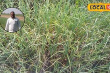 Success Story : शेतकऱ्याचा प्रयोग भारीच, 10 गुंठ्यात केली लसणाची लागवड, दीड लाखांचा मिळाला नफा