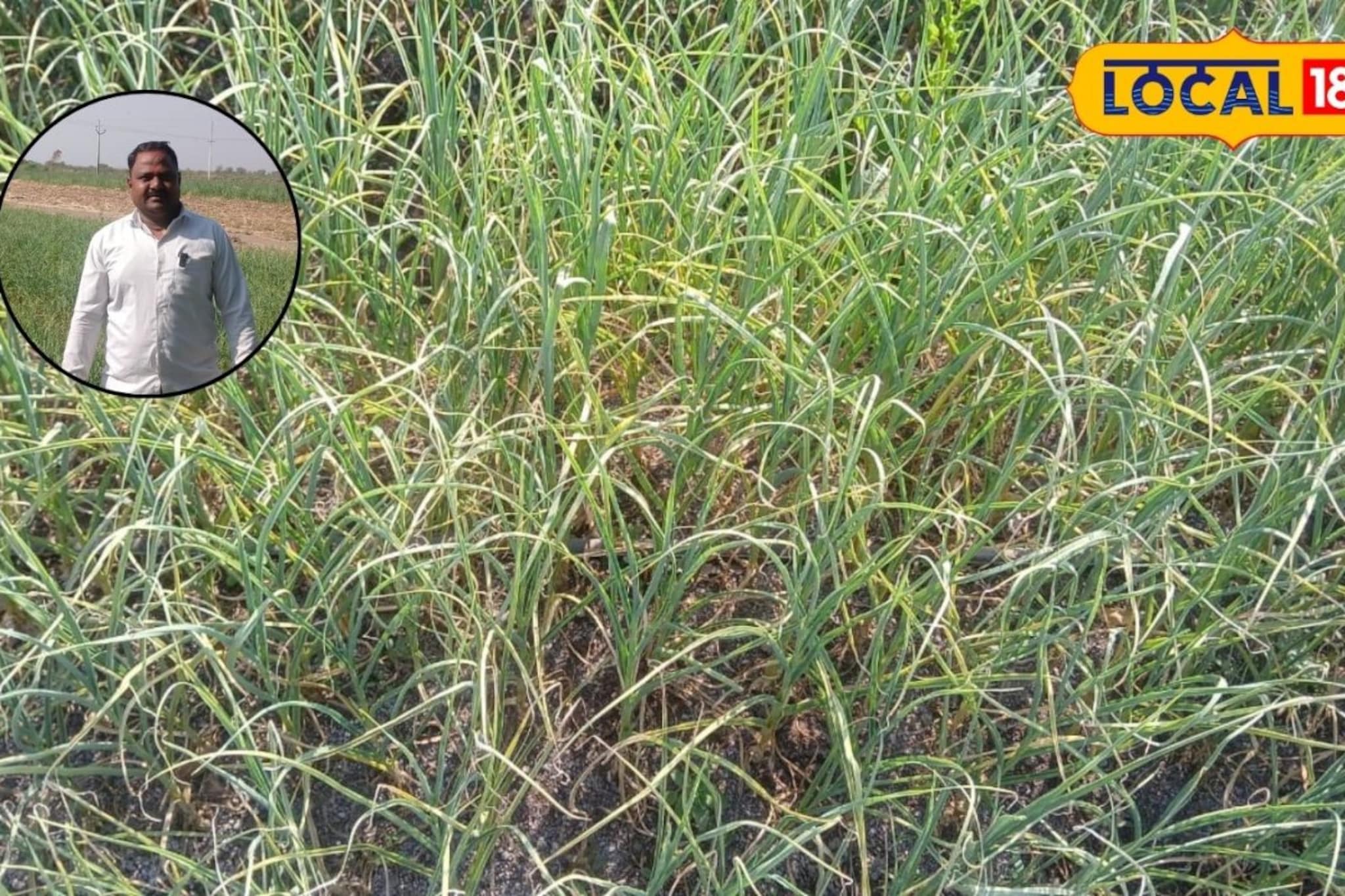 शेतकऱ्याचा प्रयोग भारीच, 10 गुंठ्यात केली लसणाची लागवड, दीड लाखांचा मिळाला नफा