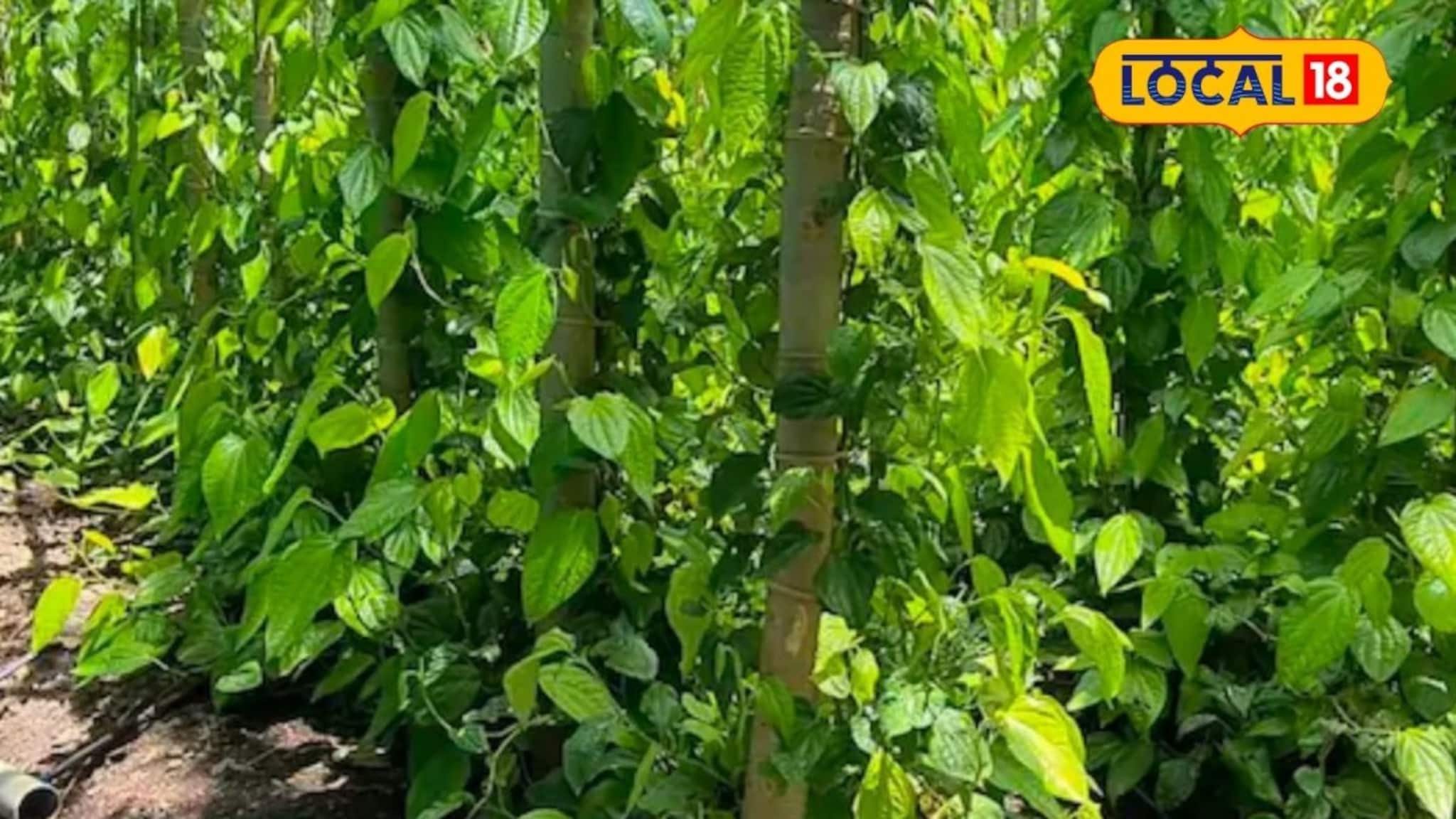 Success Story : एकदा लागवड अन् वर्षानुवर्षे उत्पादन, मराठवाड्यातील शेतकऱ्याने केली पानाची शेती, 3 लाख निव्वळ नफा