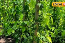 Success Story : एकदा लागवड अन् वर्षानुवर्षे उत्पादन, मराठवाड्यातील शेतकऱ्याने केली पानाची शेती, 3 लाख निव्वळ नफा