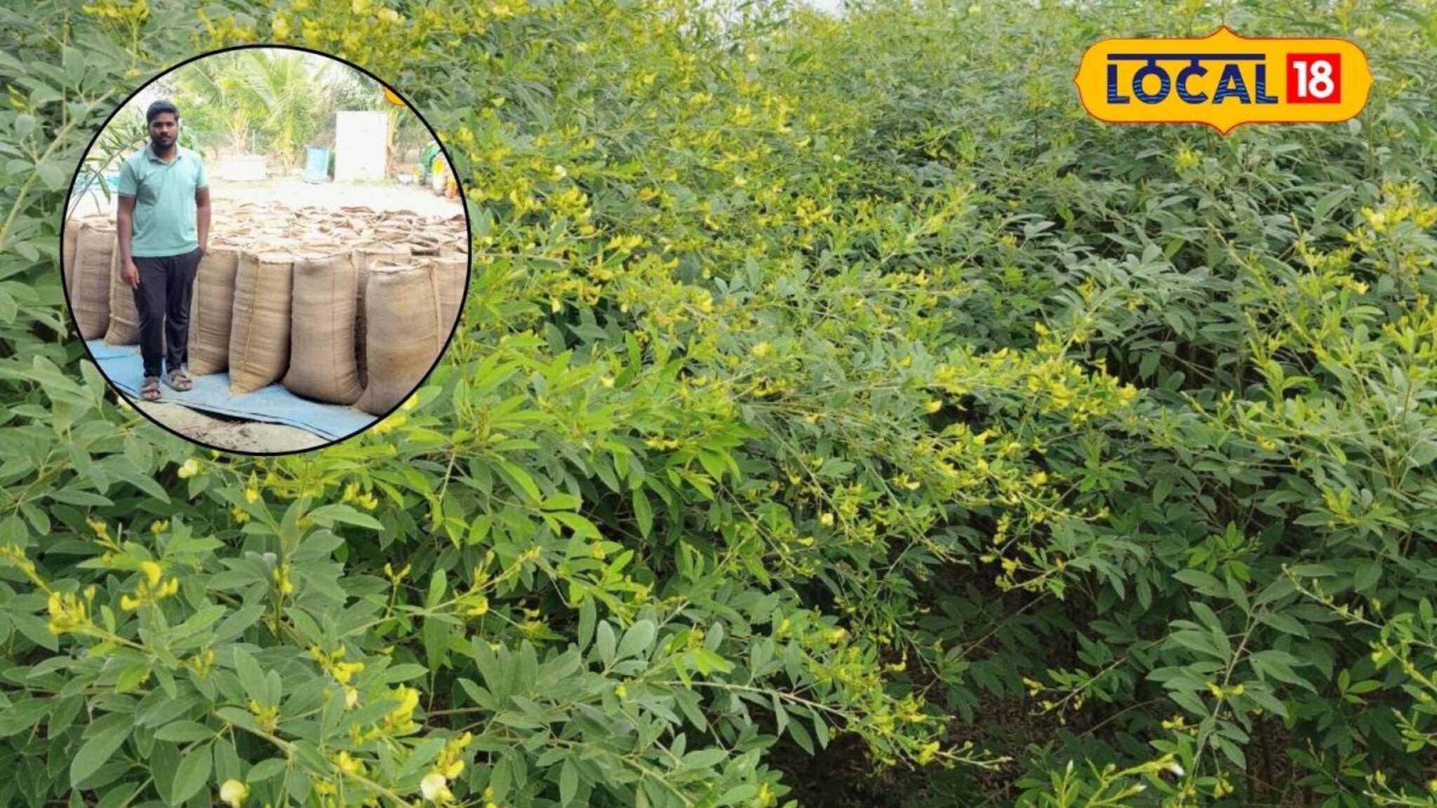 शेतकऱ्याची कमाल, 3 एकरमध्ये घेतलं तब्बल 45 क्विंटल तुरीचे उत्पादन, Video