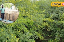 Success Story : शेतकऱ्याची कमाल, 3 एकरमध्ये घेतलं तब्बल 45 क्विंटल तुरीचे उत्पादन, सांगितला यशाचा फॉर्म्युला