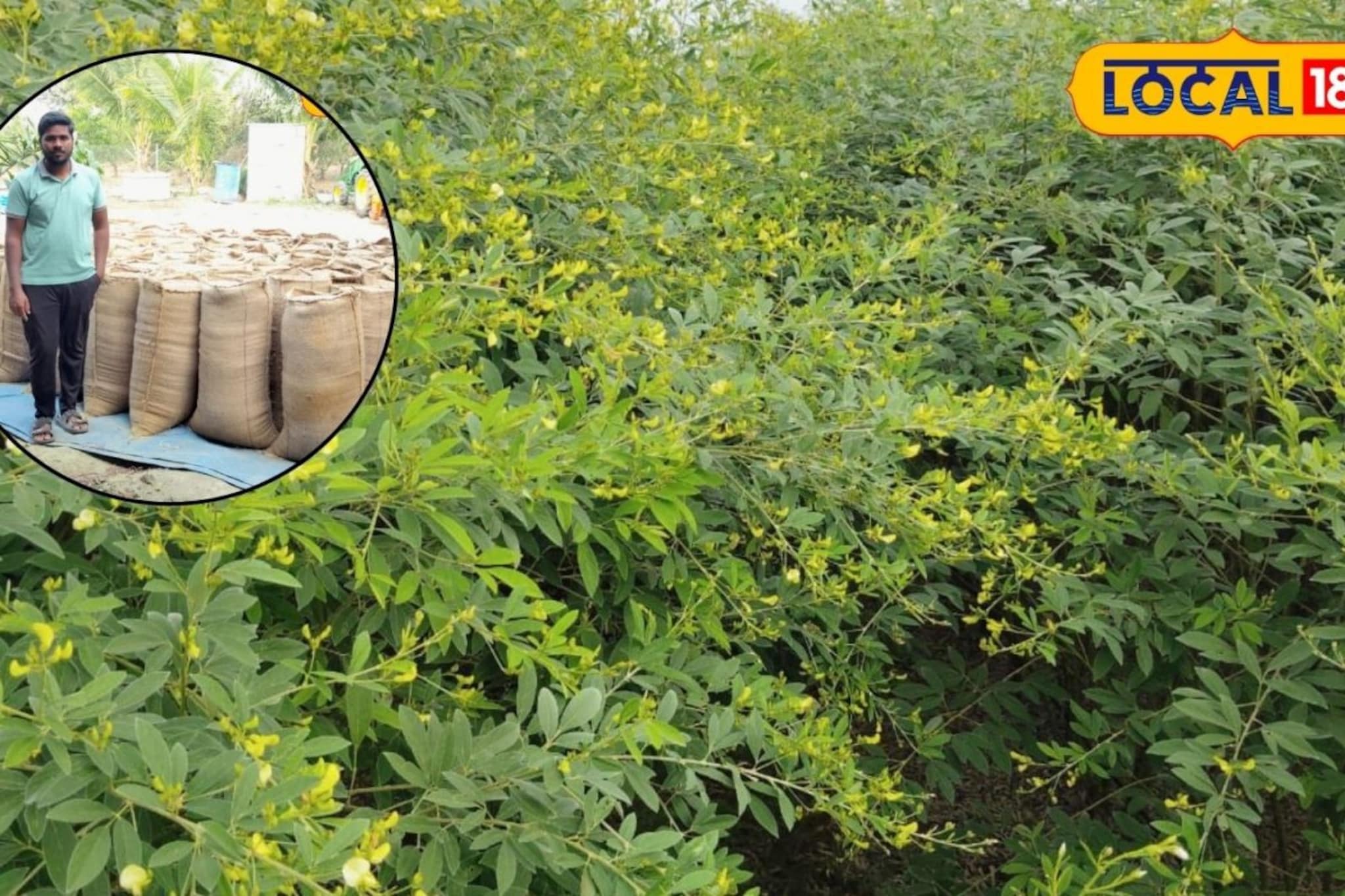 शेतकऱ्याची कमाल, 3 एकरमध्ये घेतलं तब्बल 45 क्विंटल तुरीचे उत्पादन, Video
