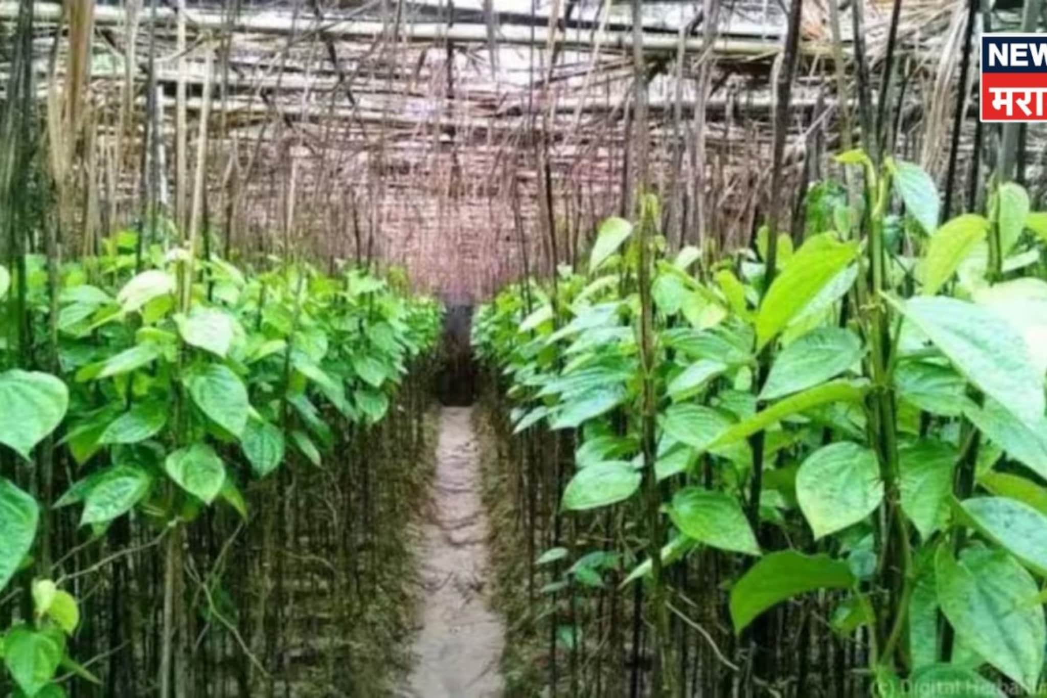 कांदे, कापूस,सोयाबीन पिकाचा नाद सोडा! या पिकाच्या पानांची विक्री करून लाखो कमवा कांदे, कापूस,सोयाबीन पिकाचा नाद सोडा! या पिकाच्या पानांची विक्री करून लाखो कमवा