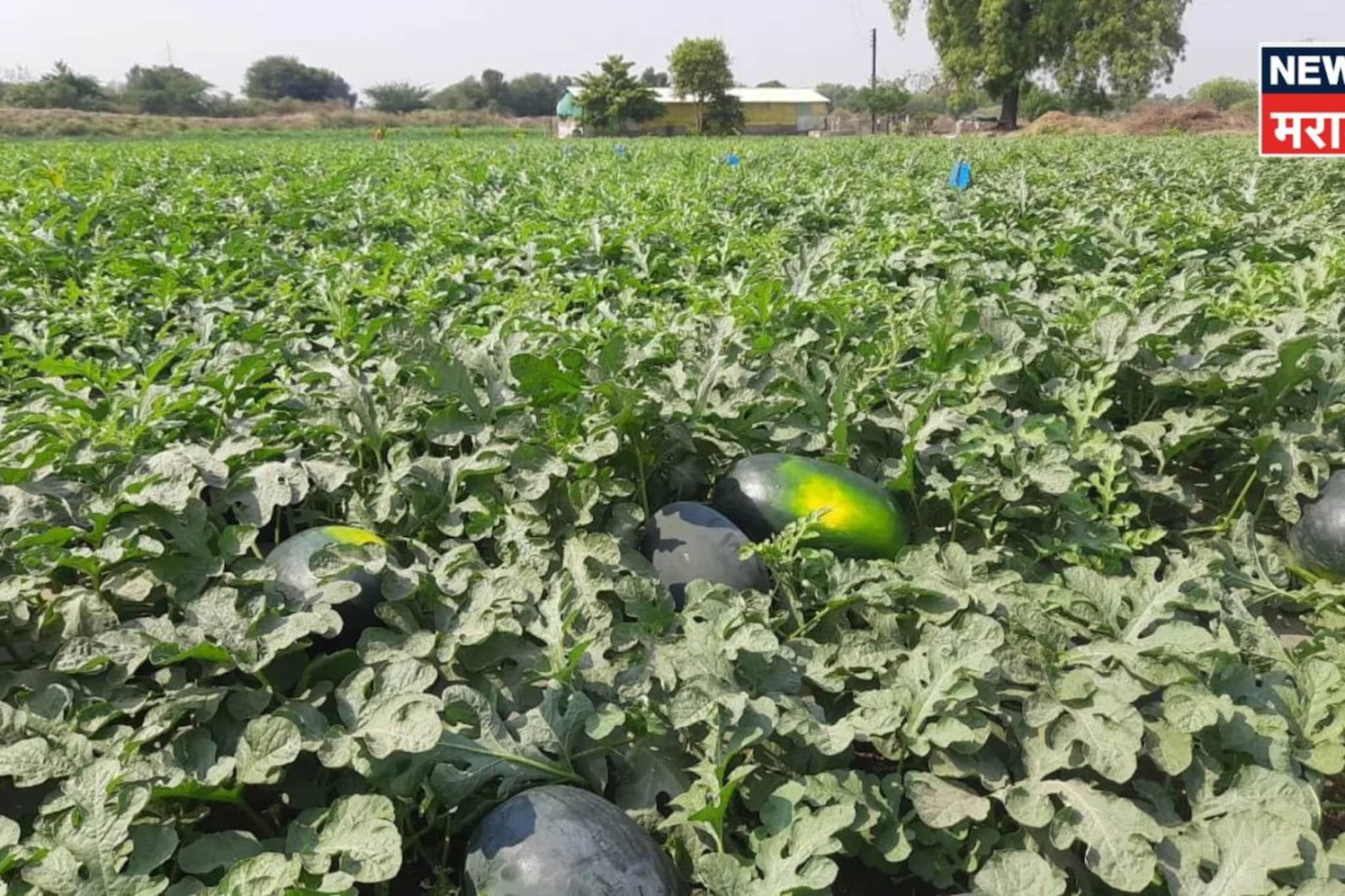 जळगावच्या बाप लेकानं केली कमाल! या पिकातून फक्त १०० दिवसांत कमावले १८ लाख रुपये