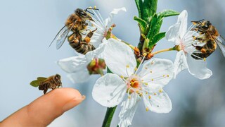 मधमाशी चावल्यानंतर लगेच करा या गोष्टी.. 