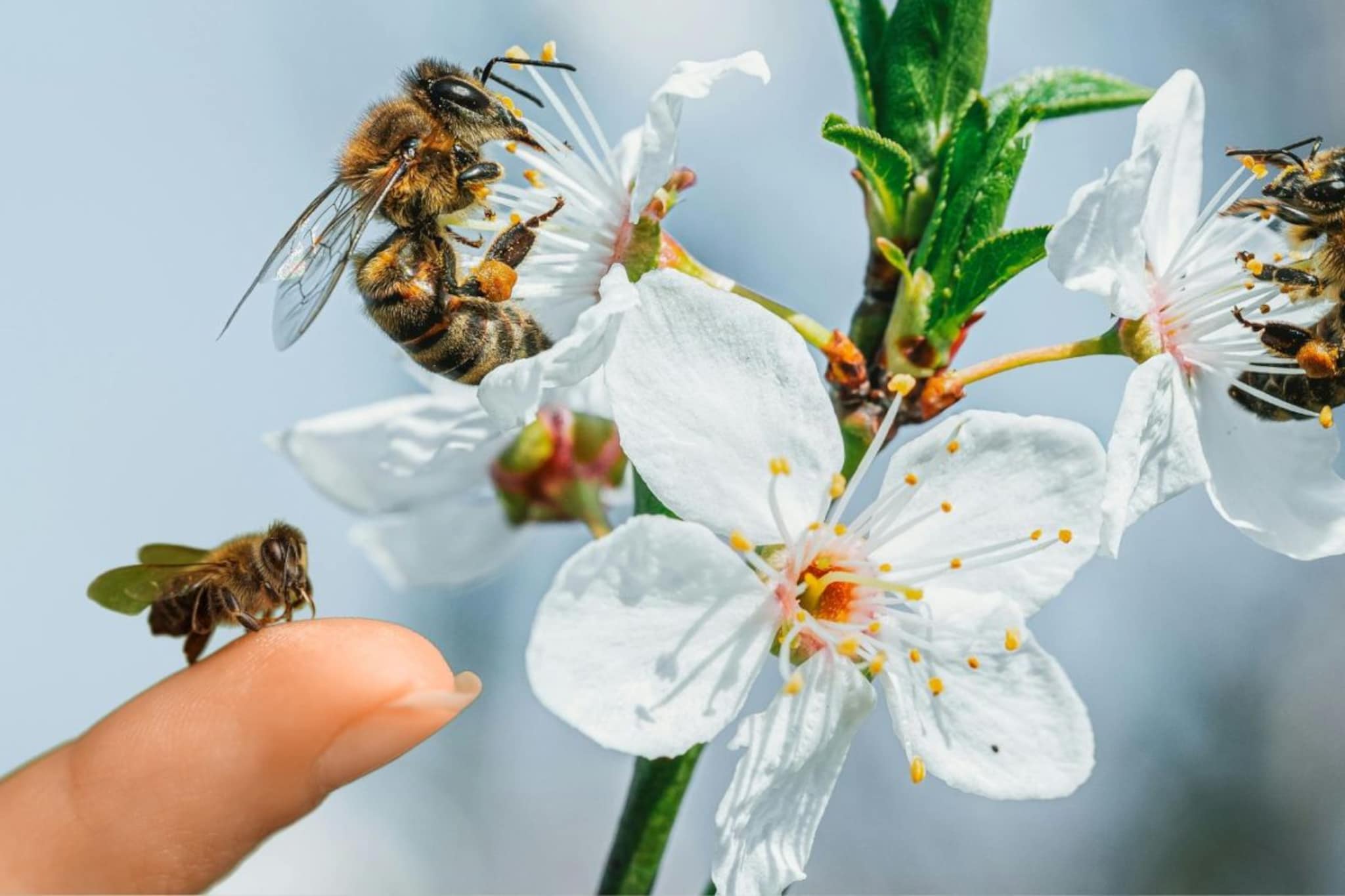 First Aid Tips : मधमाशी चावल्यावर घाबरू नका, सर्वात आधी करा 'ही' गोष्ट! डॉक्टरांचा महत्त्वाचा सल्ला 