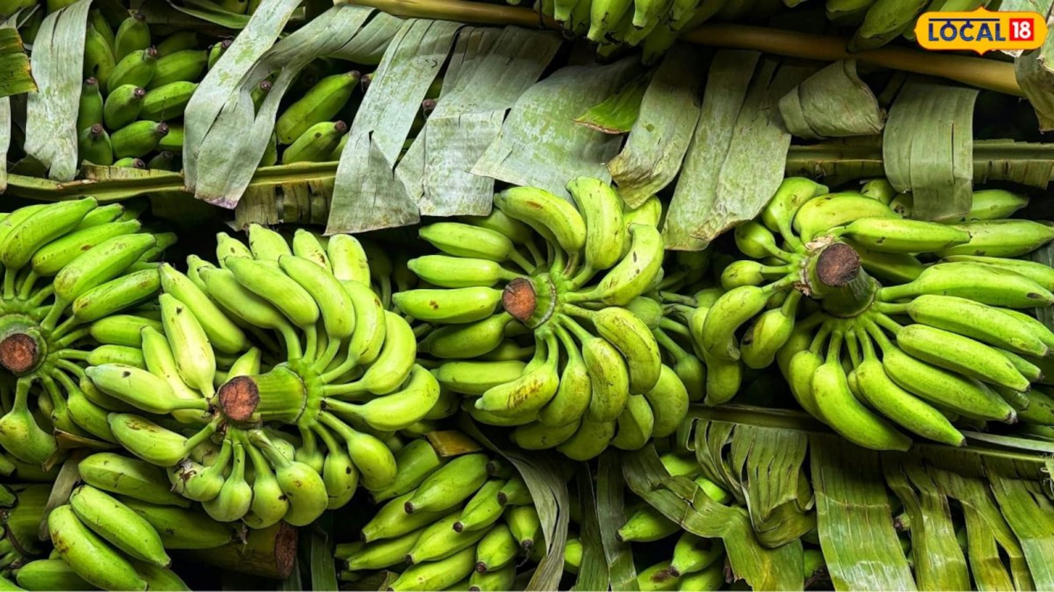 Raw Banana Benefits : कच्च्या केळीचे 'हे' फायदे तुम्हाला माहितीये? वजन कमी करण्यासाठीही बेस्ट, तज्ज्ञांनी दिली माहिती
