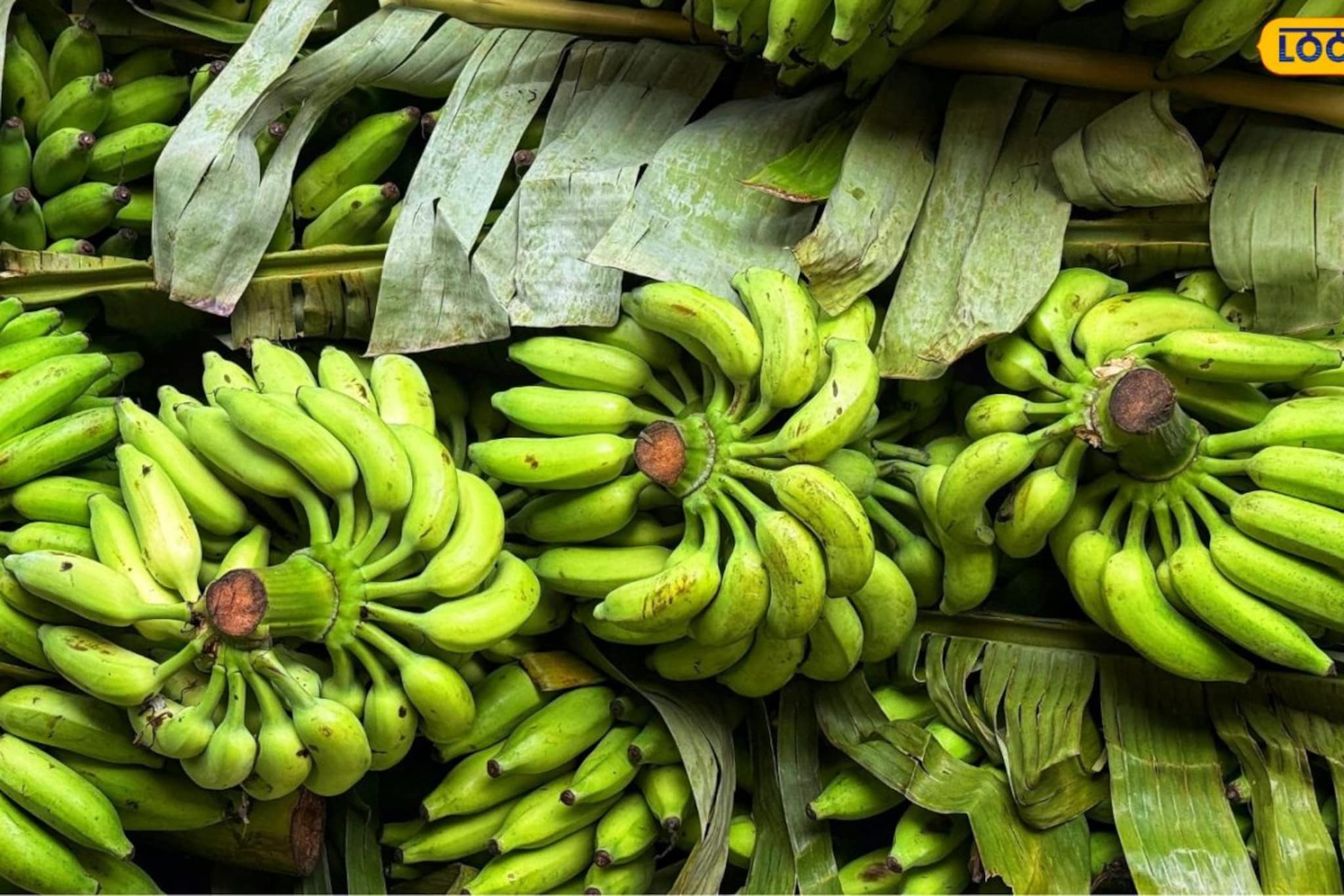 कच्च्या केळीचे 'हे' फायदे तुम्हाला माहितीये? वजन कमी करण्यासाठीही बेस्ट, तज्ज्ञांनी दिली माहिती  