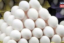 संडे हो या मंडे रोज खाओ अंडे..,अंड्याच्या दरात सर्वात मोठी घरसण, कारण काय?