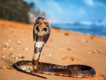 King Cobra : सापांचा राजा असला तरी… 'या' 5 प्राण्यांना घाबरतो किंग कोब्रा, कोण आहेत सर्वात मोठे शत्रू? King Cobra : सापांचा राजा असला तरी… 'या' 5 प्राण्यांना घाबरतो किंग कोब्रा, कोण आहेत सर्वात मोठे शत्रू?