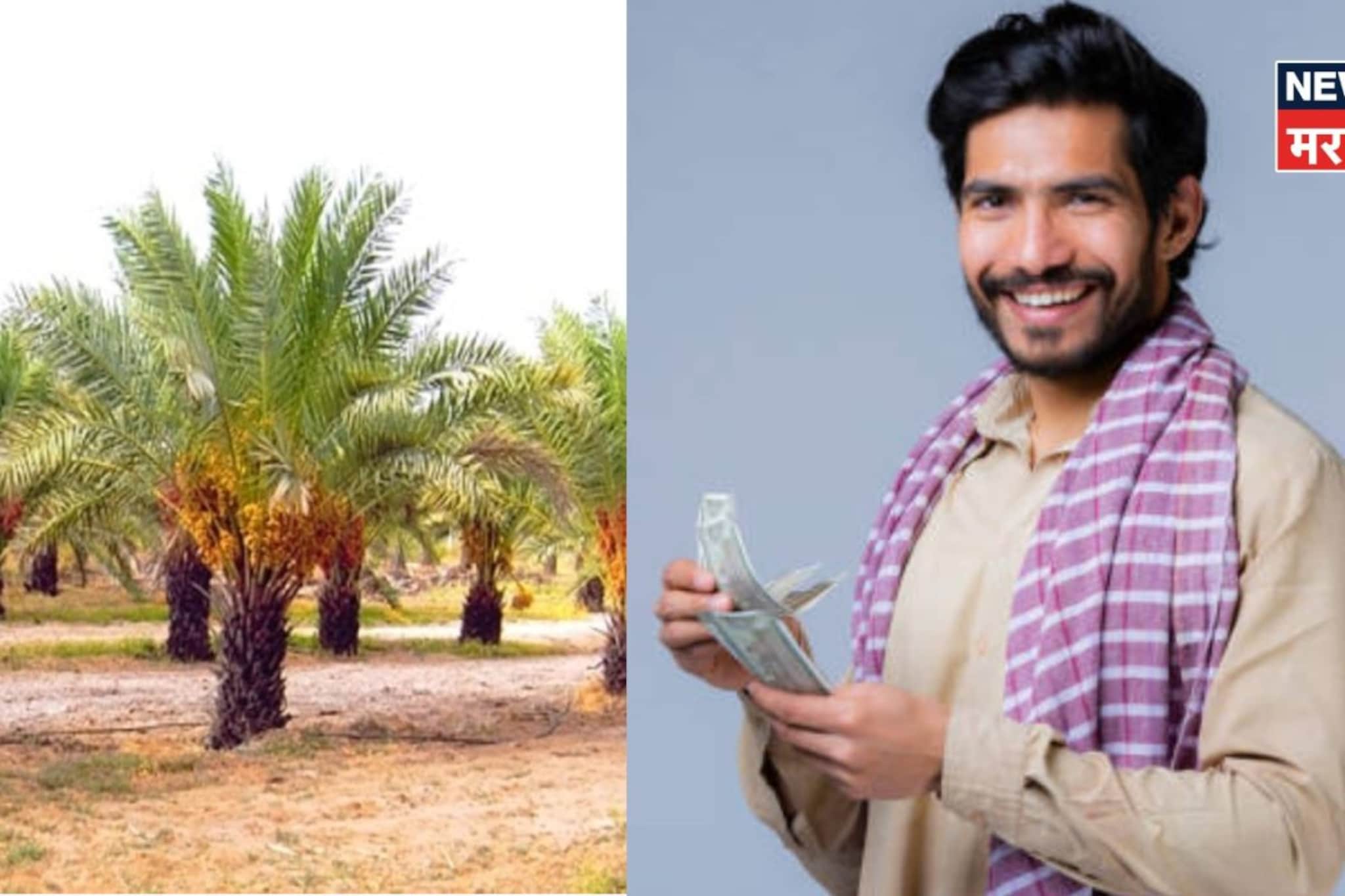 बीडच्या दत्तात्रयची स्मार्ट शेती! फक्त 'हे' ८० रोपं लावली, आता वर्षाला करतोय १२ लाखांची कमाई