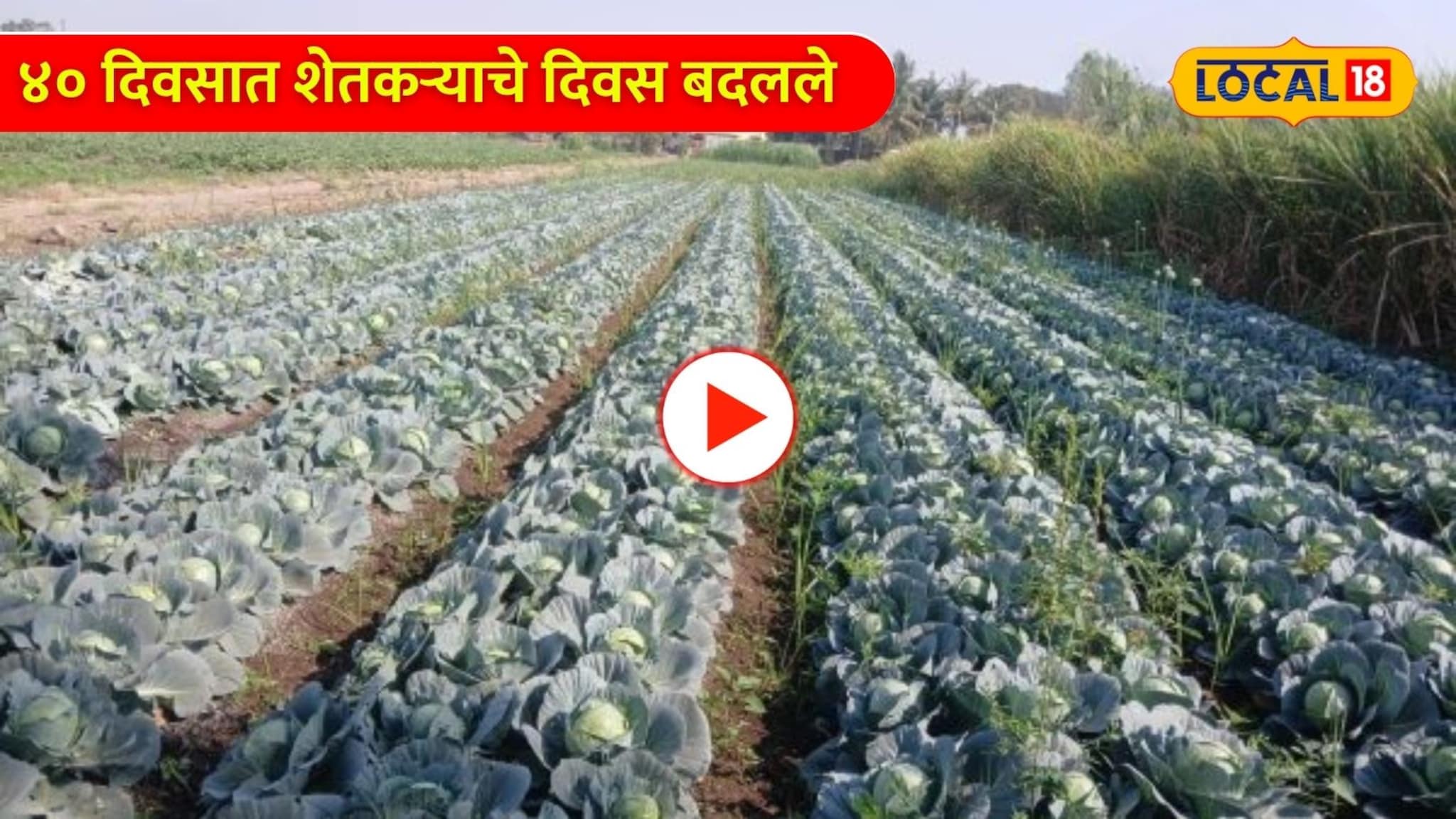 Video: ऊसात कोबी लावला आणि ४० दिवसात शेतकऱ्याचे दिवस बदलले Video: ऊसात कोबी लावला आणि ४० दिवसात शेतकऱ्याचे दिवस बदलले