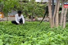 बीडच्या शेतकऱ्याची कमाल! पारंपरिक शेतीचा नाद सोडला, या पिकातून फक्त 4 गुंठ्यात केली 5 लाखांची कमाई