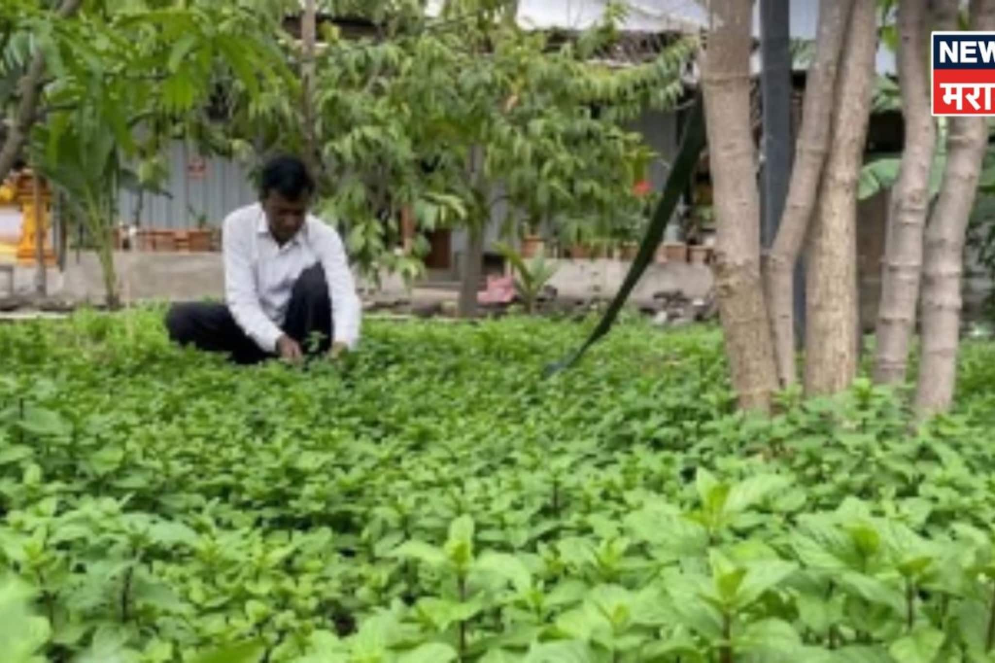 बीडच्या शेतकऱ्याची कमाल! या पिकातून फक्त 4 गुंठ्यात केली 5 लाखांची कमाई 