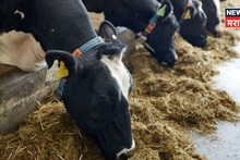 पशुधन नुकसान भरपाई नियमांत राज्य सरकारकडून मोठे बदल! नव्याने किती पैसे मिळणार?