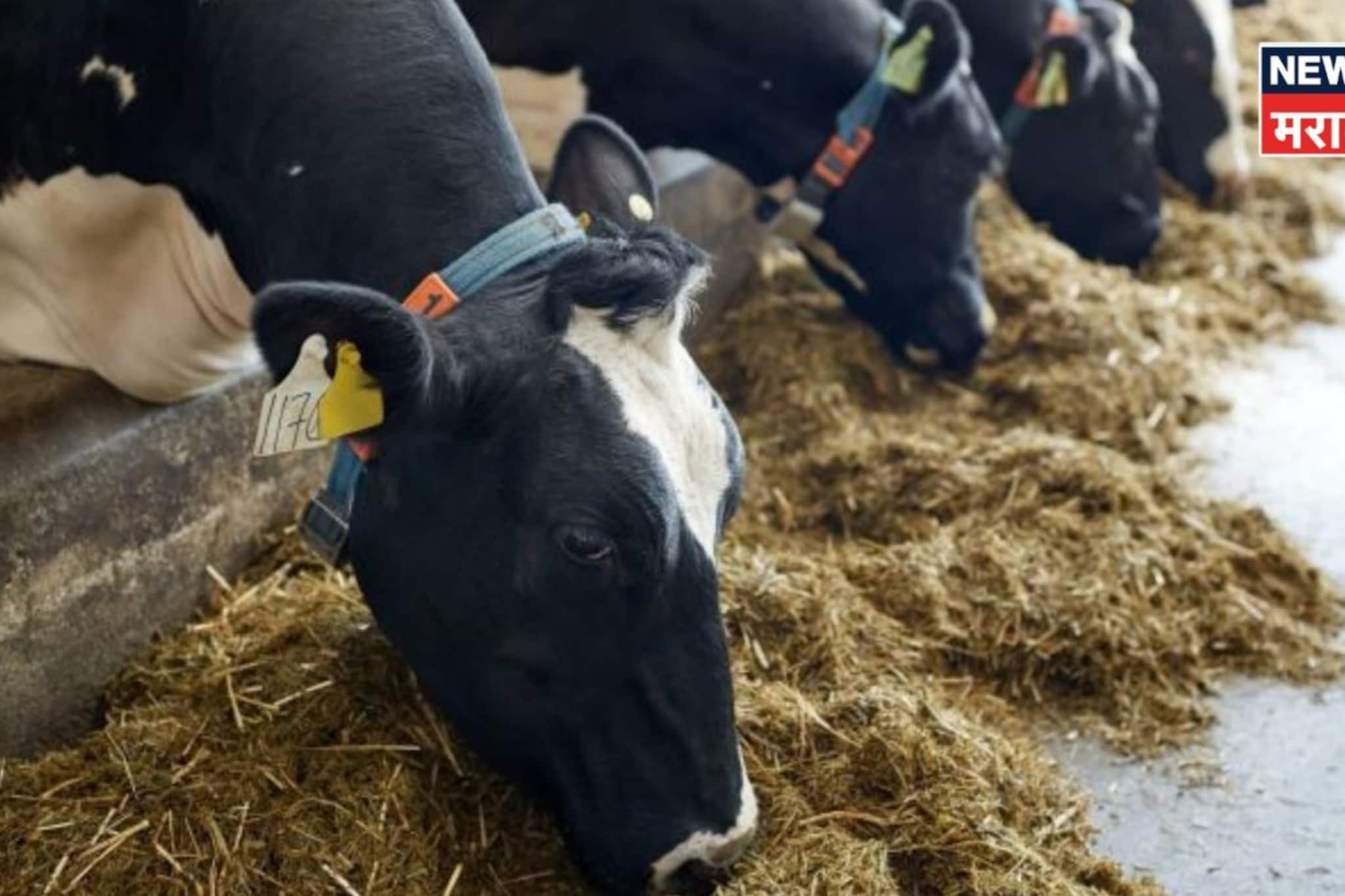 पशुधन नुकसान भरपाई नियमांत राज्य सरकारकडून मोठे बदल!