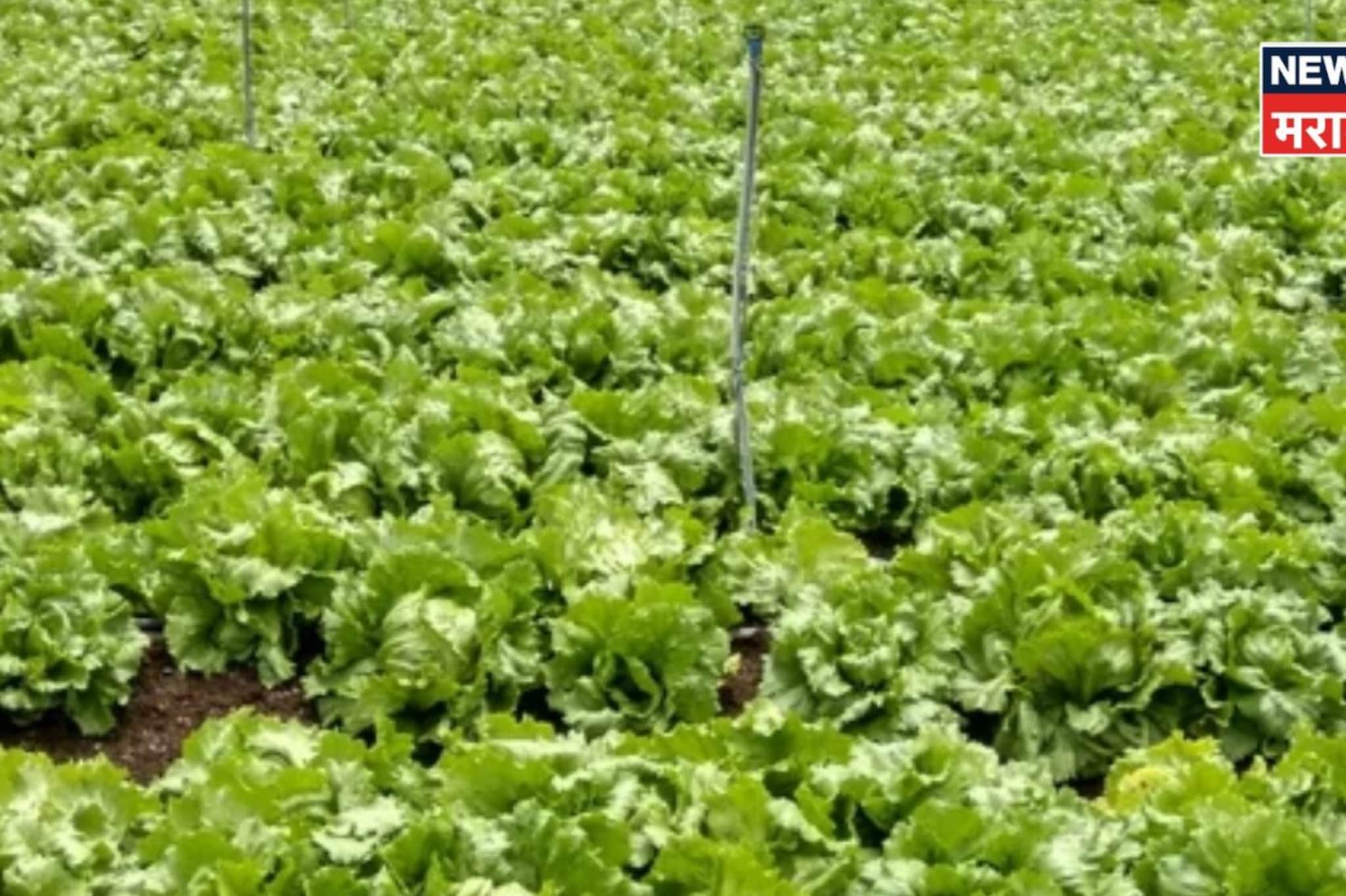 उन्हाळ्यात लखपती होण्याची मोठी संधी! या पिकातून ४५ दिवसांत कमवाल बक्कळ पैसा उन्हाळ्यात लखपती होण्याची मोठी संधी! या पिकातून ४५ दिवसांत कमवाल बक्कळ पैसा