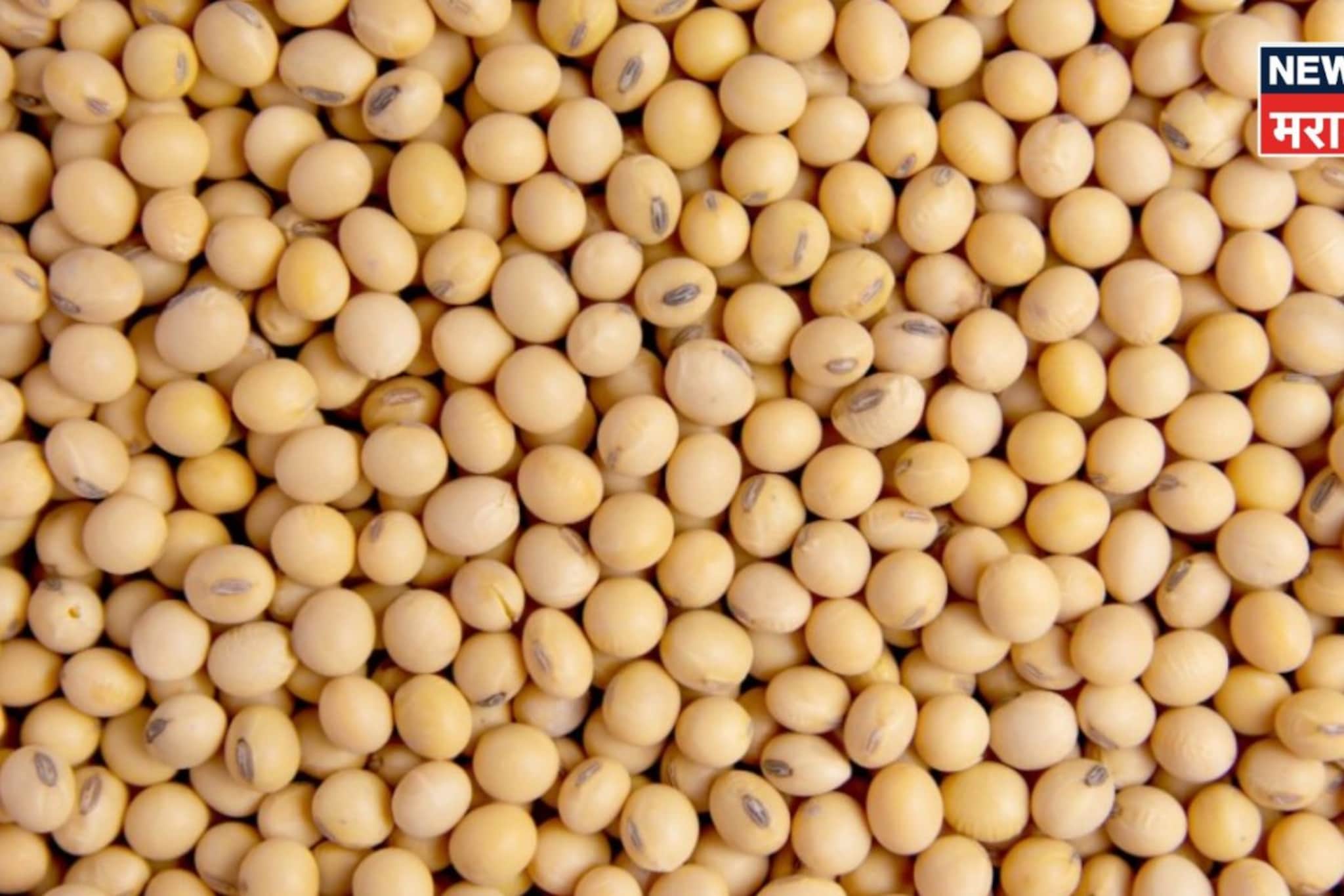 सोयाबीन बाजारभावात तेजी कायम! शेतकऱ्यांना दिलासा,आजचे बाजारभाव काय? सोयाबीन बाजारभावात तेजी कायम! शेतकऱ्यांना दिलासा,आजचे बाजारभाव काय?