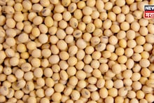 सोयाबीन बाजारभावात तेजी कायम, शेतकऱ्यांना दिलासा, आजचे दर काय?
