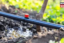 राज्यात २ कृषी अधिकारी अन् ३ दुकानदारांचा मिळून ठिबक सिंचन अनुदानात 'महाघोटाळा' नावंही आली समोर