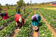 राज्यातील कृषी क्षेत्राची परिस्थिती चिंताजनक! आर्थिक पाहणी अहवालातून धक्कादायक माहिती समोर