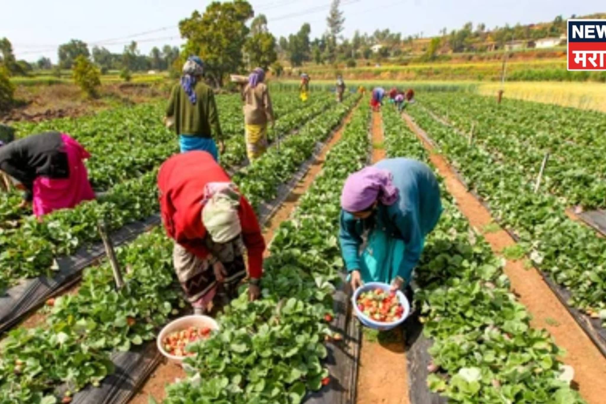 कृषी क्षेत्राची परिस्थिती चिंताजनक! आर्थिक पाहणी अहवालातून धक्कादायक माहिती समोर