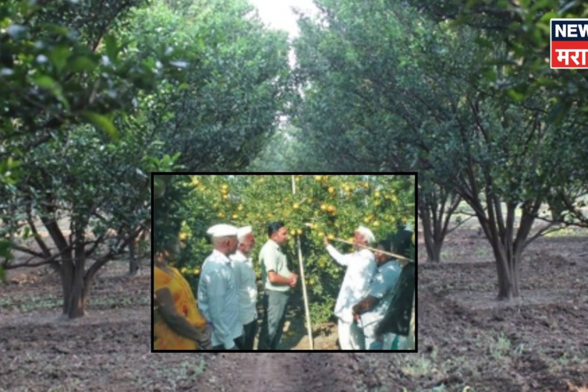 अहिल्यानगरच्या लांडगे कुटुंबीयांची मेहनत फळाला आली!या पिकातून मिळणार दीड कोटी रु