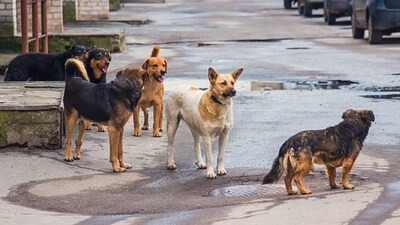 7 Stray Dogs Die from Rat Poison in Dombivli, Animal Lovers Outraged