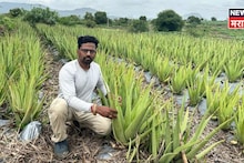 ''काही कामाचे नाही'' म्हणून लोकांनी 'ती' रोपं फेकून दिली, साताऱ्याच्या ऋषिकेशने स्वत:च्या शेतात लावली, आता करतोय ३.५ कोटींची कमाई